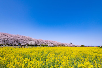 埼玉県幸手市　権現堂の桜と菜の花畑