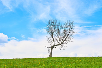 Dead single dry tree standing on a wild meadow with blue sky and clouds background. Alone or lonely...