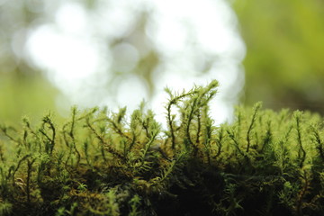 Moss