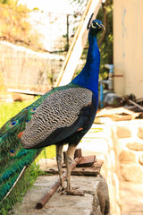 Beautiful colorful peacock walking outside
