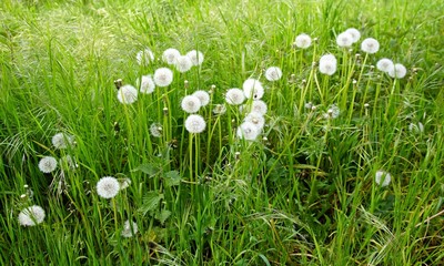 Pusteblumen © brudertack69