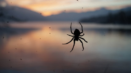 Mountain lake sunset and spider