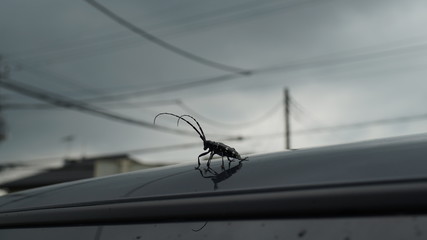 Longhorn beetle pest Anoplophora malasiaca