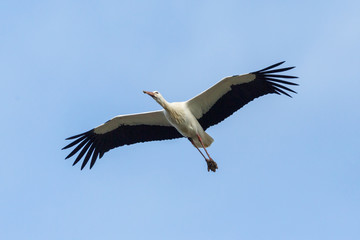 isolated white stork (ciconia ciconia) in flight, spread wings