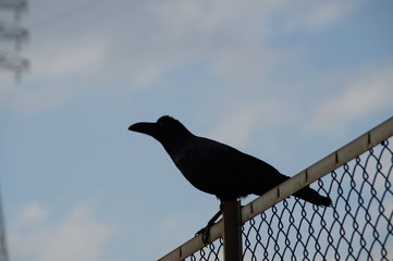 Wild bird crow black clever