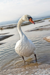 Fototapeta premium Tiere. Vogel.