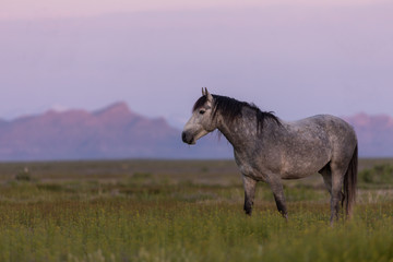 Wild Horse Stallion at Dawn in the Utah Desert