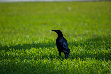 Grackle is flying and wlaking on the grass
