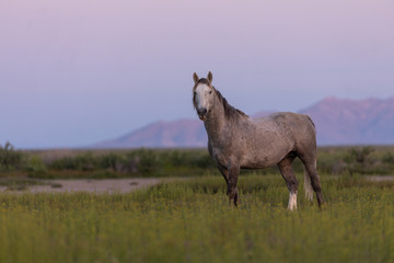 Fototapeta premium Wild Horse Stallion at Dawn in the Utah Desert