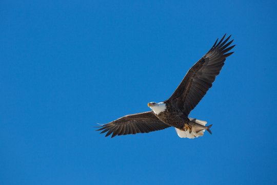 Bald Eagle with fish over Mississippi River