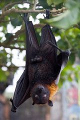 Large Flying Fox (Pteropus vampyrus) hanging in a tree at Bali Indonesia