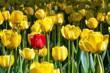 Fototapeta premium Yellow tulips and one red