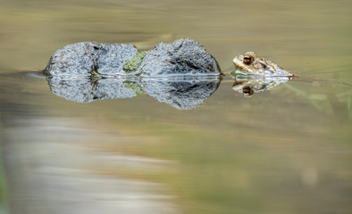 Erdkröte - Bufo bufo