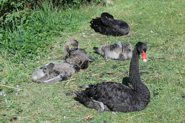 Fototapeta premium famille cygne noir