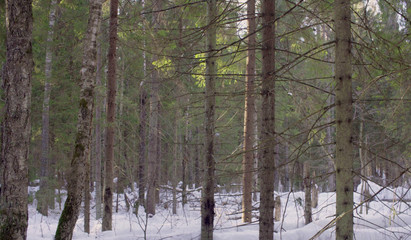 Coniferous forest in winter. Snow and green trees