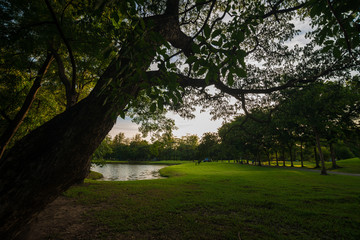 Fototapeta na wymiar Public green tree park with pond