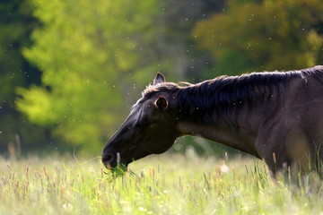 Mückenplage auf der Pferdeweide. portrait eines Pferde im Gras