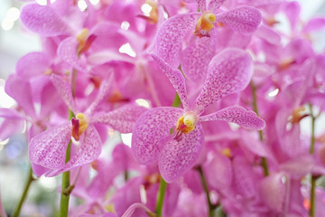 Pink orchids are blooming.