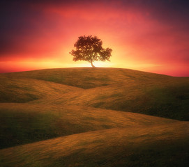 lonely tree on rolling hills with dreamy light