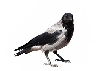 black raven on a white background, portrait of a bird, isolated, looking at the camera