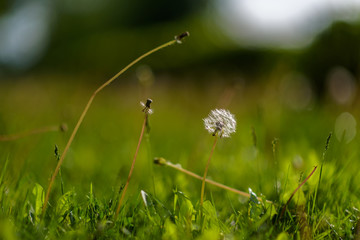 Dandelion in the grass with a blurred background.
