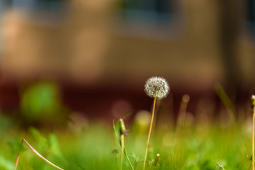 Dandelion in the grass with a blurred background.