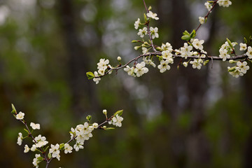 Small white flowers in a blooming plum tree branches