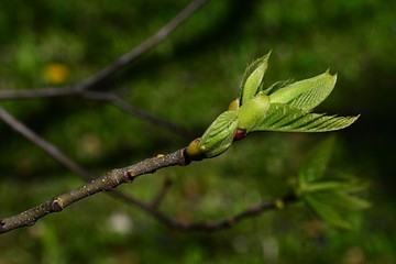 Spring branch tip and new leaves of Sweet Chestnut tree, latin name Castanea Sativa