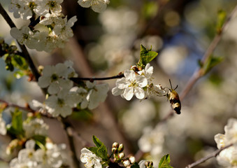 A hawk moth flying in beautiful cherry flowers in spring 