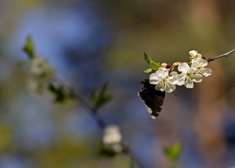 Nymphalis antiopa (Mourning Cloak or Camberwell beauty) on a beautiful  cherry branch in spring