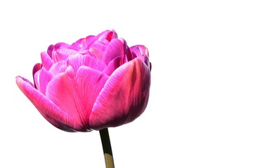 Pink flower head of tulip hybrid Blue Diamond, slightly high key style photo, white background