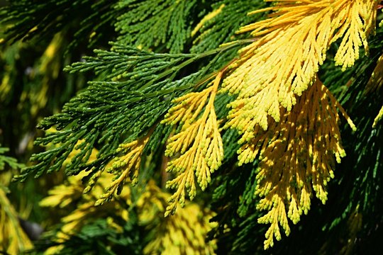 Yellow and green leafage of incense cedar tree, latin name Calocedrus Decurrens, spring afternoon sunshine.