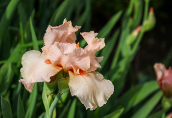 Fototapeta na wymiar single iris