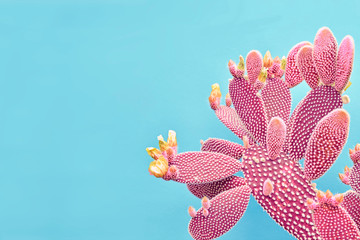 Fashion Pink colored Cactus on pastel blue background. Trendy tropical cacti plant close-up. Art...