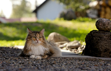 Beautiful Norwegian forest cat female resting  in a yard