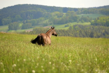 Freiheit. Schönes Pferd steht frei im hohen Gras