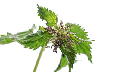 Nettle isolated on white background, clipping path