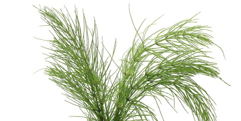 Horsetail (Equisetum arvense), fern, isolated on white background with clipping path