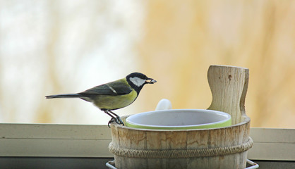 mésange graine dans le bec