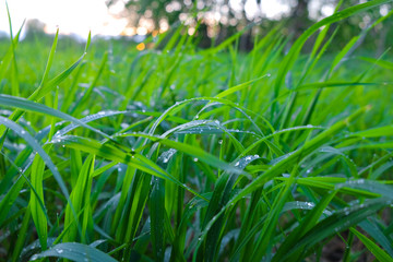 Green grass after the rain in the water drops, rain drops on the grass