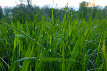 Fototapeta premium Green grass after the rain in the water drops, rain drops on the grass