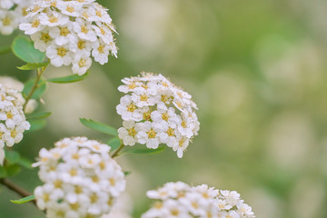 Róża wielokwiatowa © Piotr