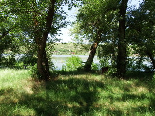 morning in the forest