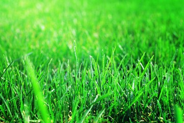 Closeup green grass with waterdrop bokeh on the field. Fresh green grass with dew drops closeup with beautiful bokeh effect. Background of dew drops on bright green grass.