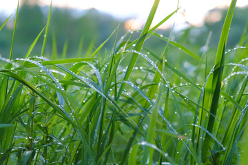 Green grass after the rain in the water drops, rain drops on the grass