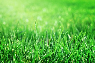 Fototapeta premium Closeup green grass with waterdrop bokeh on the field. Fresh green grass with dew drops closeup with beautiful bokeh effect. Background of dew drops on bright green grass.
