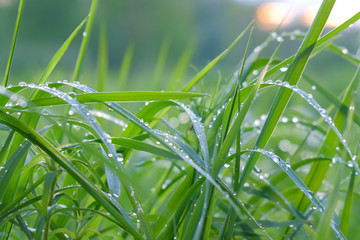 Green grass after the rain in the water drops, rain drops on the grass