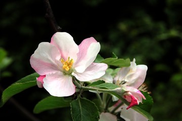 pink flowers of apple tree at spring