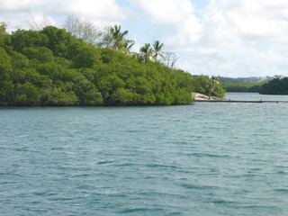 Fototapeta na wymiar Karibikkreuzfahrt - Ausflug zu den Mangroven auf der Insel Martinique