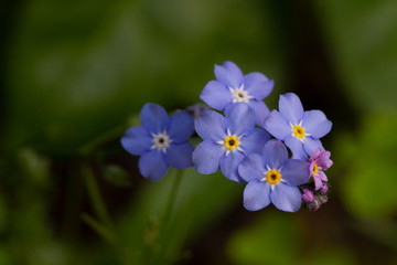 Blaue lila Blume auf grünem hintergrund